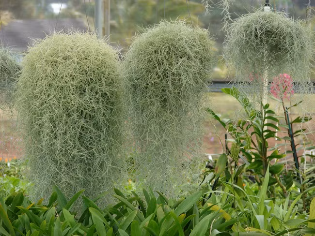 Cây lạ treo ngược vẫn sống có công dụng đặc biệt bán 'hốt bạc' - Hình 2 Cay la treo nguoc van song co cong dung dac biet ban 'hot bac'-Hinh-2