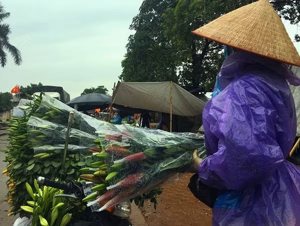 Gia hoa ly 're nhu cho', nong dan Tay Tuu khoc rong tren 'dong no'