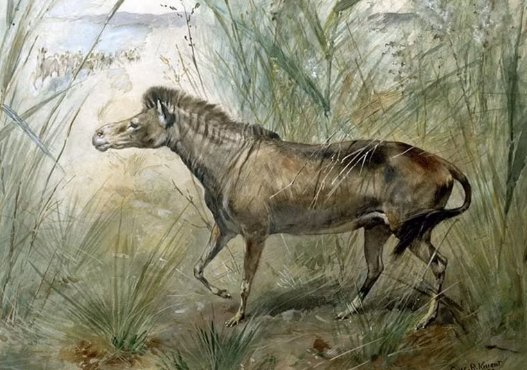 Orohippus là tên gọi của một hóa thạch ngựa 50 triệu năm tuổi đã làm chấn động giới khảo cổ học thế giới. Được coi là tổ tiên của ngựa hiện đại, Orohippus chỉ có kích thước như một chú chó. Ảnh: Internet.