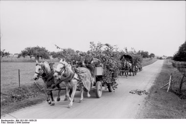 Đoàn xe ngựa kéo hậu cần của Đức phủ lá ngụy trang khi di chuyển trên lãnh thổ Pháp, 1944.