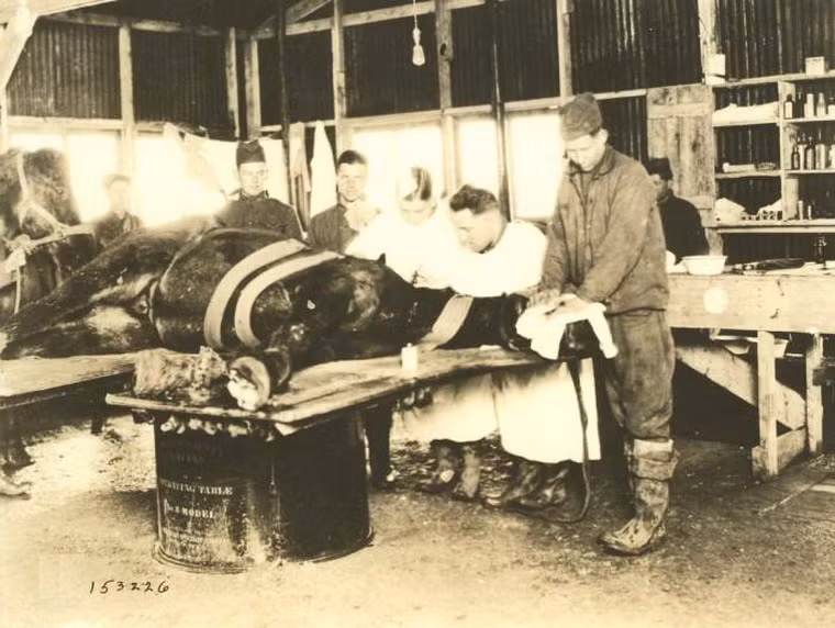 Bác sĩ thú y của quân đội Mỹ phẫu thuật cho ngựa, 1917.