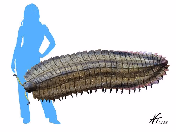  Gần với cuốn chiều hơn là rết. Dù thường được gọi là rết, Arthropleura thực chất thuộc nhóm Myriapoda, họ hàng gần với cuốn chiếu ngày nay hơn là rết. Ảnh: Pinterest.