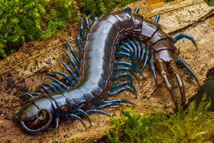  1. Không phải tất cả rết đều có 100 chân. Dù tên tiếng Anh “centipede” có nghĩa gốc là "trăm chân", nhưng số chân của rết thay đổi từ 30 đến hơn 300 chân, luôn là số chẵn và không bao giờ đúng 100. Ảnh: Pinterest.