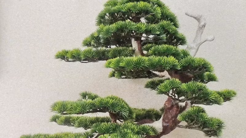 Lá của cây bách vàng trông giống như đồng tiền bằng đồng, tượng trưng cho sự giàu có, may mắn, mang lại tiền tài, xua đuổi tà ma và may mắn. Vì vậy, nhiều người coi đây là loại cây phong thủy và đặt trong phòng khách.