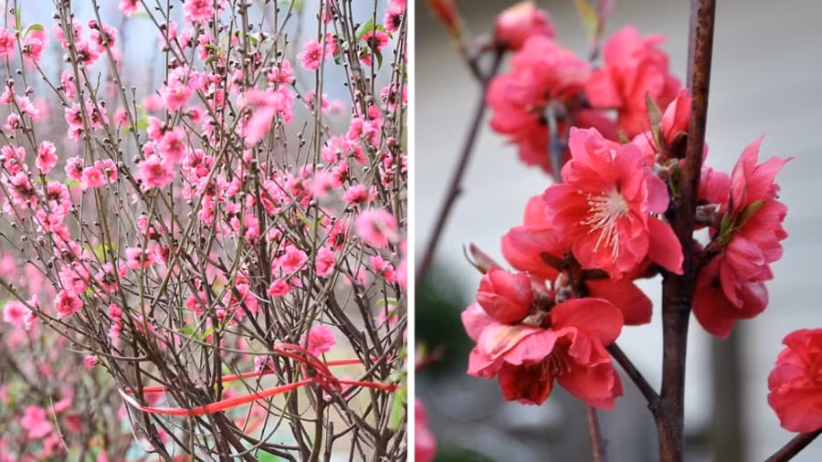 Chính vì những điều trên mà người xưa thường treo ấn đào trước cửa nhà, ngụ ý “miễn dịch với mọi ma quỷ”. Trồng cây cảnh này trước nhà có thể bảo vệ bạn khỏi các loại ma quỷ và xua đuổi tà ma.