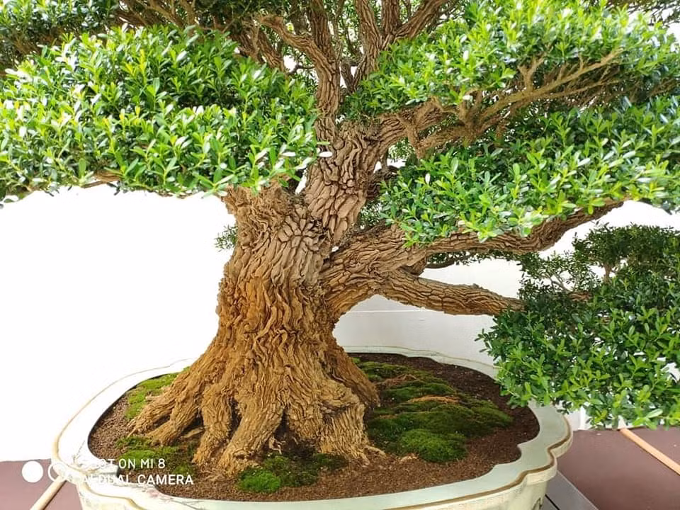 Nhờ tính thanh lọc các khí độc, trong phong thủy, hoàng dương có thể hấp thụ năng lượng tiêu cực và bảo vệ ngôi nhà khỏi những linh hồn ma quỷ. Nó được coi là một lá bùa hộ mệnh mạnh mẽ mang lại hòa bình và may mắn cho gia chủ. 