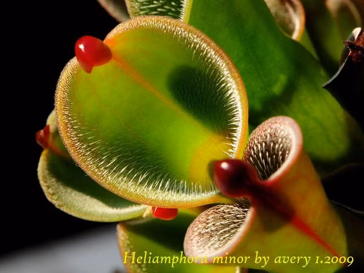  4. Có "nắp" nhưng không hoạt động. Phần nắp của Heliamphora không thể đóng mở như cây nắp ấm. Thay vào đó, nó giúp điều chỉnh lượng nước mưa vào bẫy để tránh tràn ra ngoài. Ảnh: Pinterest.