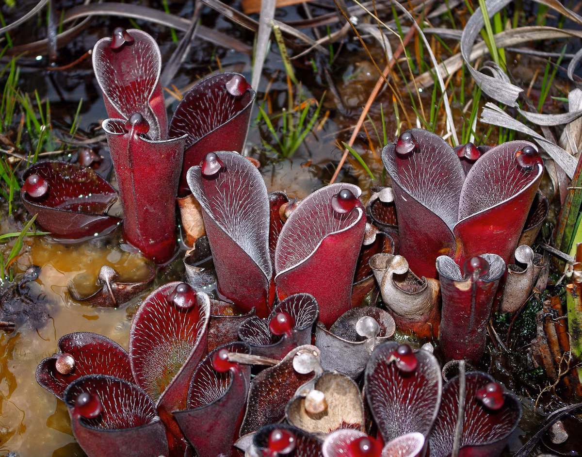  8. Giúp cân bằng hệ sinh thái. Mặc dù là cây ăn thịt, Heliamphora không chỉ săn côn trùng mà còn cung cấp nơi sống cho nhiều sinh vật nhỏ, tạo nên một hệ sinh thái cân bằng trên đỉnh núi Tepui. Ảnh: Pinterest.