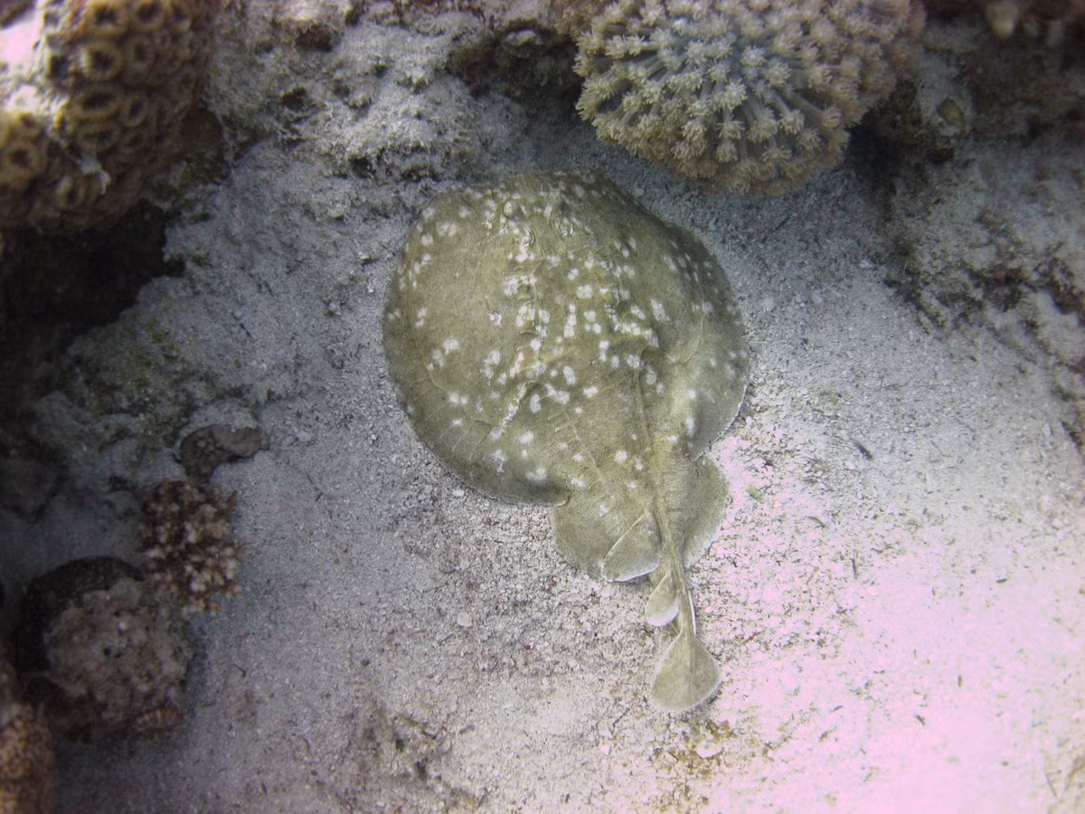  7. Có hơn 60 loài cá đuối điện. Các loài cá đuối điện được chia làm hai họ Torpedinidae và Narcinidae. Chúng được tìm thấy ở nhiều vùng biển trên thế giới, từ nước nông đến độ sâu hơn 1.000 m. Ảnh: Pinterest.