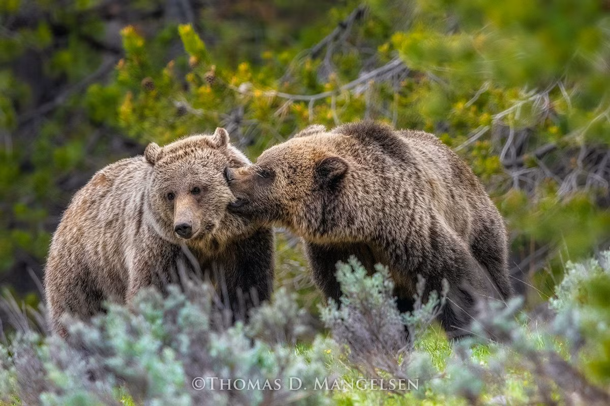  6. Là nhà của nhiều động vật hoang dã quý hiếm. Yellowstone có hệ sinh thái phong phú với sói xám, gấu xám Bắc Mỹ, bò rừng bison, nai sừng tấm, sói và nhiều loài chim quý hiếm. Ảnh: Pinterest.