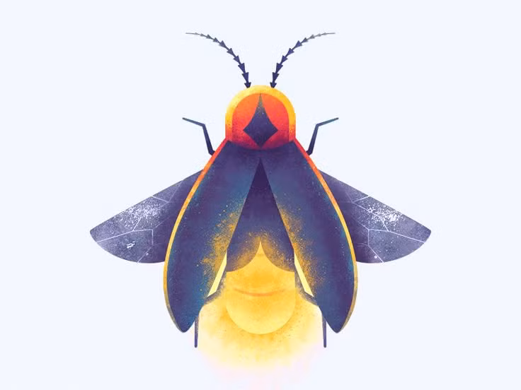  1. Đom đóm là bọ cánh cứng. Dù có tên gọi tiếng Anh (firefly) có yếu tố “fly” là ruồi, nhưng đom đóm không liên quan đến ruồi, mà thực chất là một nhóm bọ cánh cứng thuộc họ Lampyridae. Hiện nay, có hơn 2.000 loài đom đóm trên thế giới. Ảnh: Pinterest.