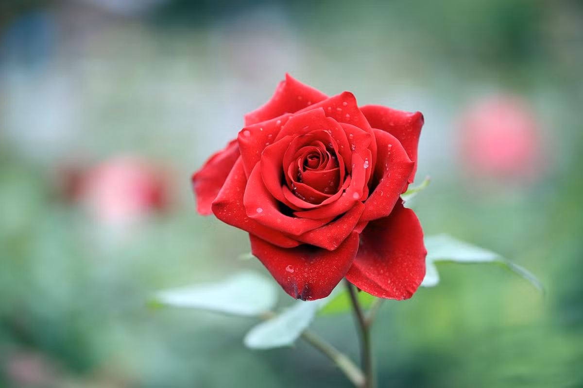 Người sinh vào 3 tháng Âm lịch này kiên định, quyết tâm, không bỏ cuộc Nguoi sinh vao 3 thang Am lich nay kien dinh, quyet tam, khong bo cuoc