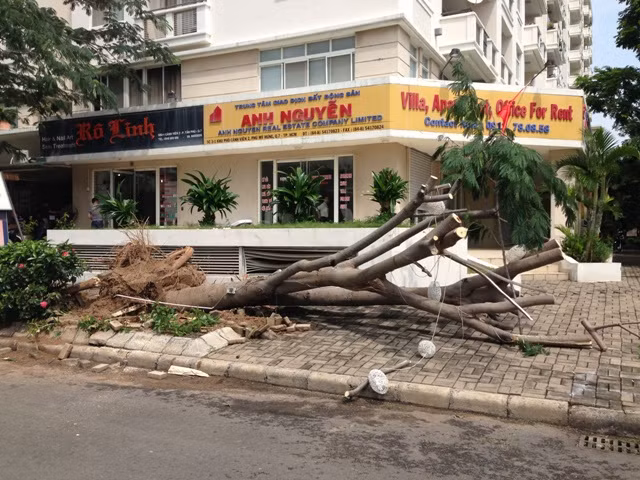 Tại Khu đô thị sang trọng bậc nhất TP.HCM Phú Mỹ Hưng, nhiều khu dân cư như Mỹ Thái 1, 2; Mỹ Gia; Mỹ Vân; Mỹ Phú... hàng trăm cây xanh có đường kính hàng chục cm bị bật gốc ngã đổ.