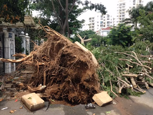Trước đó, chiều tối ngày 6/9, trên địa bàn TP.HCM xảy ra trận mưa to kèm giông gió rất lớn làm gãy đổ hàng loạt biển báo giao thông, tốc mái nhà người dân trên đường Trần Xuân Soạn, phường Tân Kiển, quận 7.