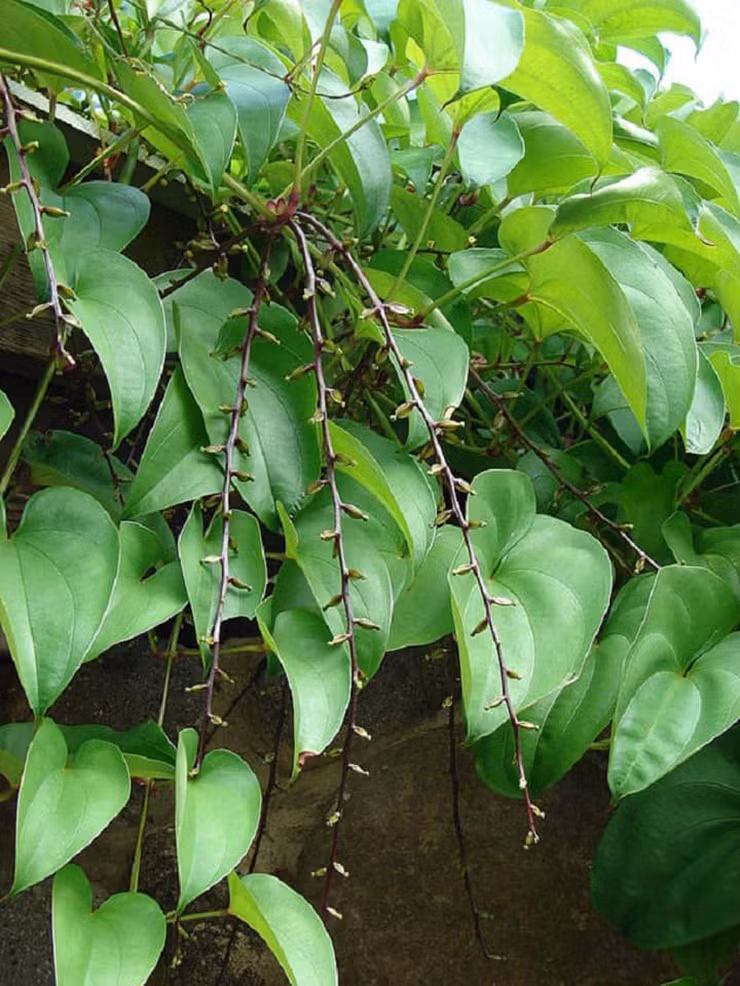 Thay vì việc lên rừng đào mang về ăn, giờ đây nhiều hộ dân đã mang về trồng đem lại thu nhập cho người dân.