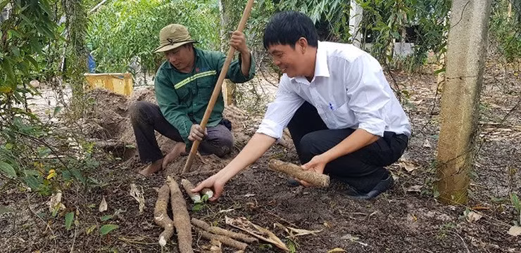 Giá bán lẻ củ mài rơi vào khoảng 75.000 – 100.000 đồng/kg, tùy kích cỡ.