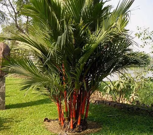 Trong 5 cay canh nay trong nha, con chau muon ngheo cung kho-Hinh-2