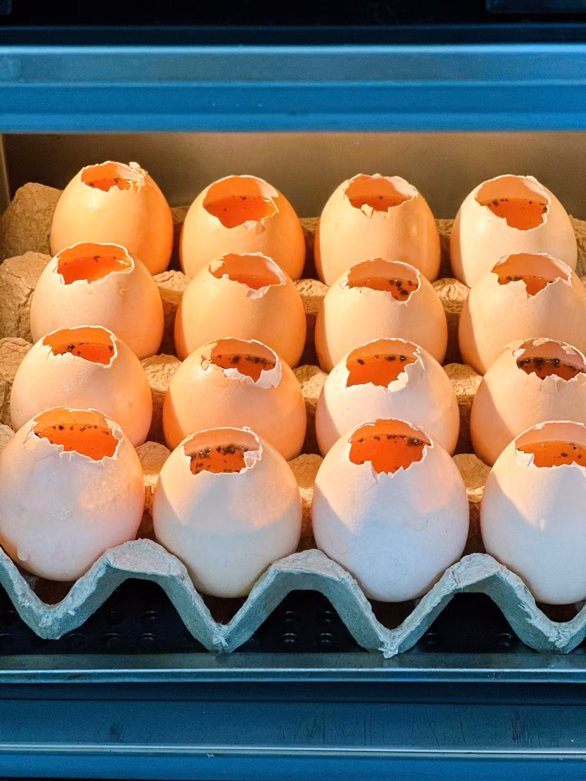 Loại quả vạn người mê, giàu protein và omega3 - Hình 5 Loai qua van nguoi me, giau protein va omega3-Hinh-5
