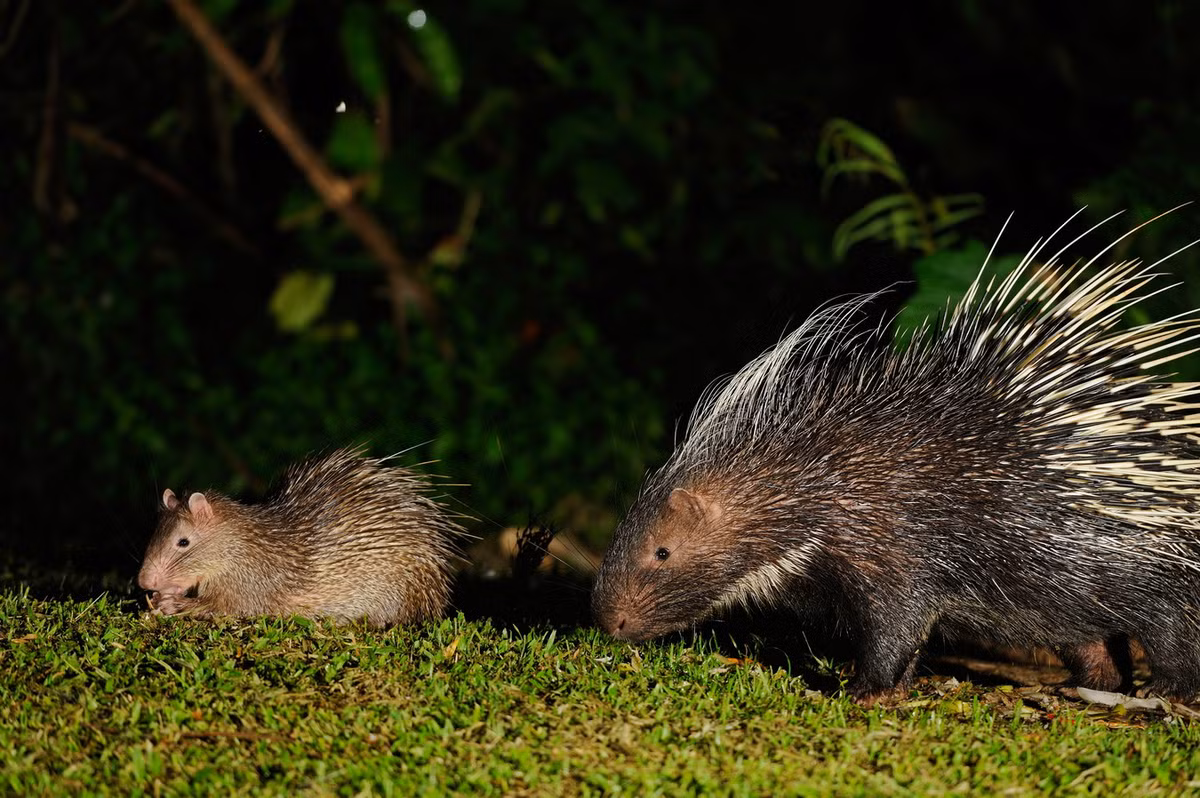 So với họ hàng gần nhất ở Việt Nam là nhím (Hystrix brachyura), đon có lông gai thô, thưa, ngắn (7-10 cm) và dẹp hơn. Đuôi đon dài và có một chùm lông đuôi lớn như chiếc bàn chải ở chót đuôi. Ảnh: Wikipedia.