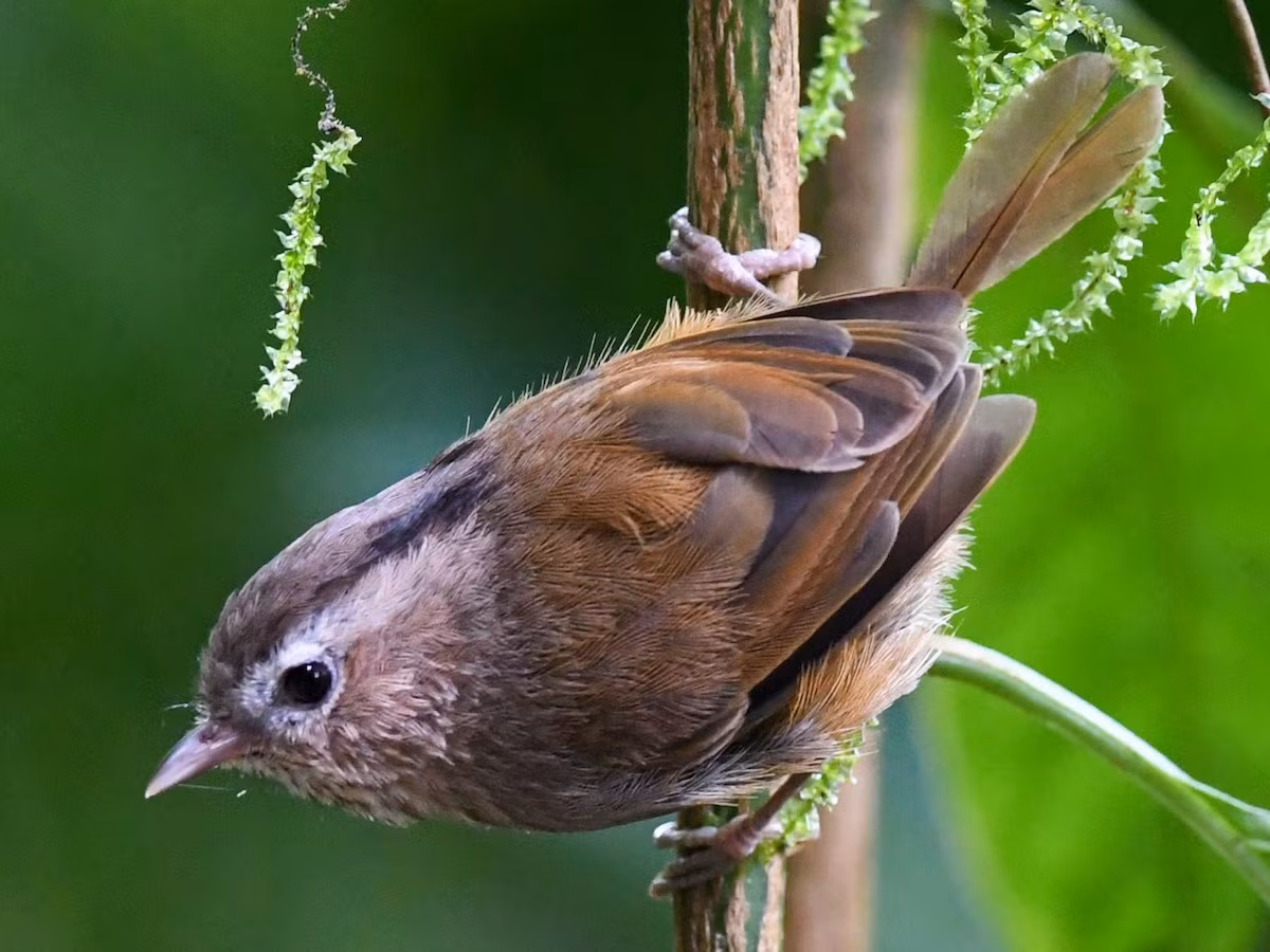 Lách tách Đông Dương (Fulvetta danisi) dài 13-14 cm, là loài đặc hữu Đông Dương, định cư, tương đối phổ biến tại Trung và Nam Trung Bộ. Chúng sống ở rừng lá rộng thường xanh, rừng thường xanh, cây bụi, độ cao 1.800-2.440 mét, thường đi theo đàn nhỏ.