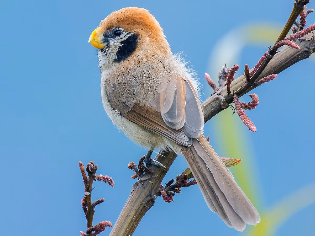 Khướu mỏ dẹt cằm đen (Paradoxornis guttaticollis) dài 18-22 cm, là loài định cư, không phổ biến đến tương đối phổ biến tại Tây Bắc và Đông Bắc. Chúng sống ở rừng thứ sinh, cây bụi, khu vực cỏ cao, tre nứa lùn, độ cao 1.050-2.800 mét, thường di chuyển theo đàn nhỏ.