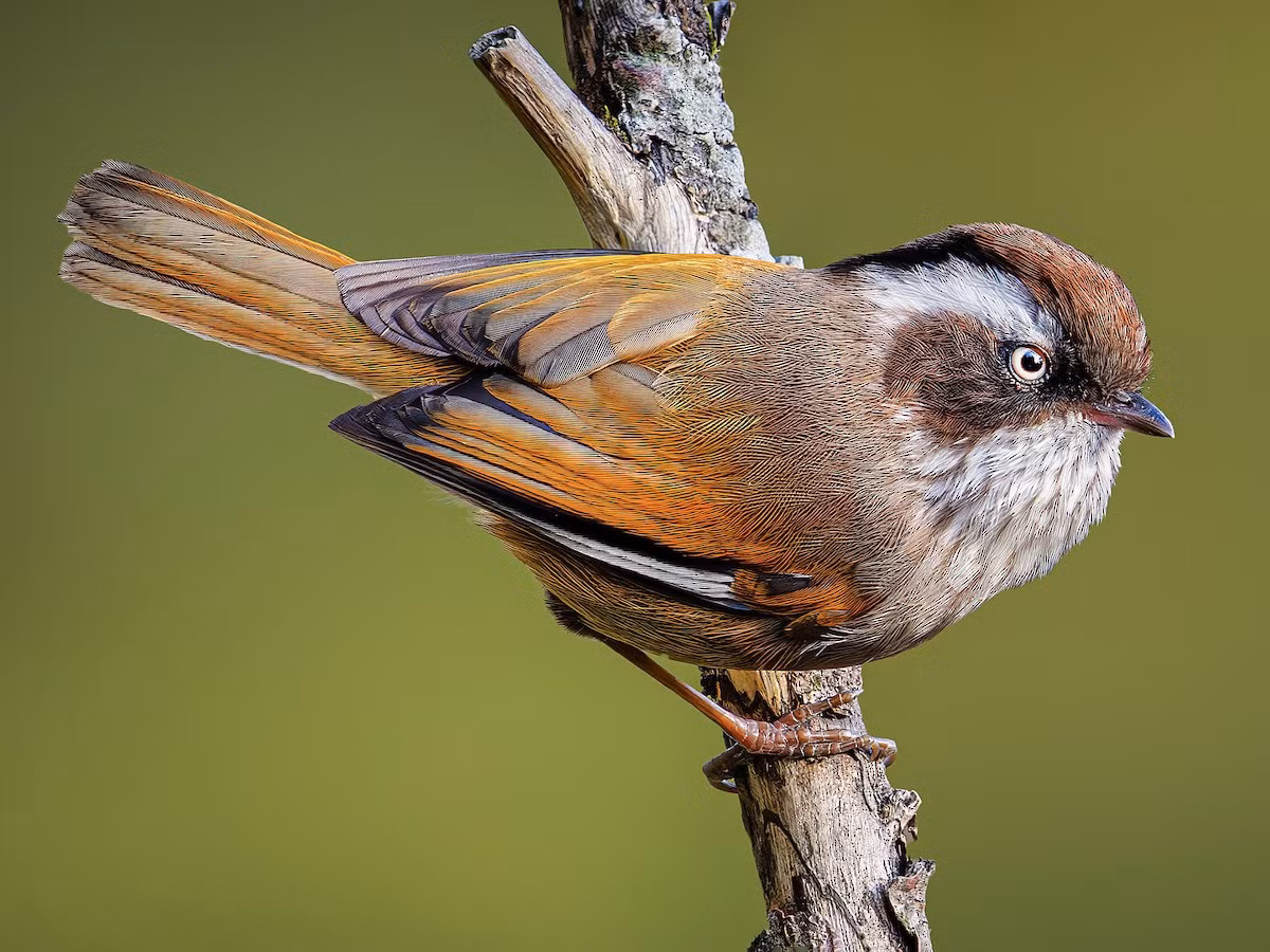 Lách tách mày trắng (Fulvetta vinipectus) dài 11-13 cm, là loài định cư, tương đối phổ biến tại Tây Bắc. Chúng sống ở rừng lá rộng thường xanh nơi trống trải, bìa rừng, cây bụi, rừng tre nứa, độ cao 1.830-3.140 mét.