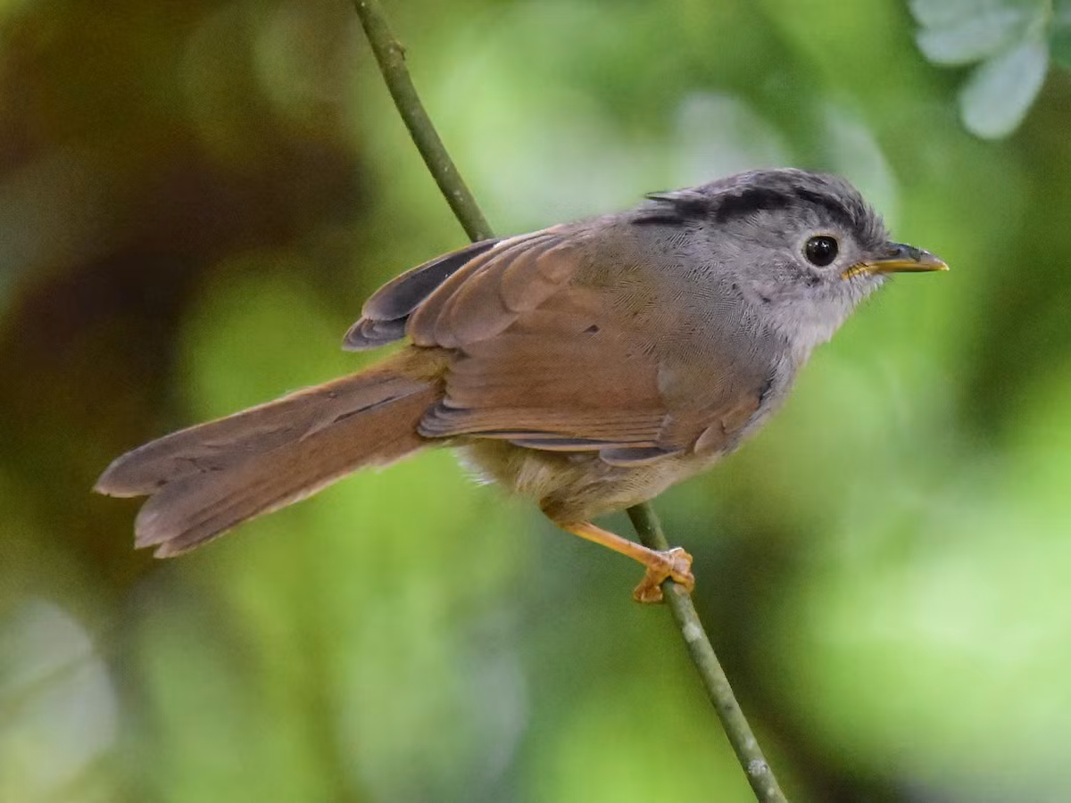 Lách tách vành mắt (Alcippe peracensis) dài 14-16 cm, là loài định cư, đặc hữu Đông Dương, tương đối phổ biến tại Trung và Nam Trung Bộ. Chúng sống ở rừng lá rộng thường xanh, bìa rừng, rừng thứ sinh, cây bụi, rừng tre nứa, độ cao 900-2.100 mét.