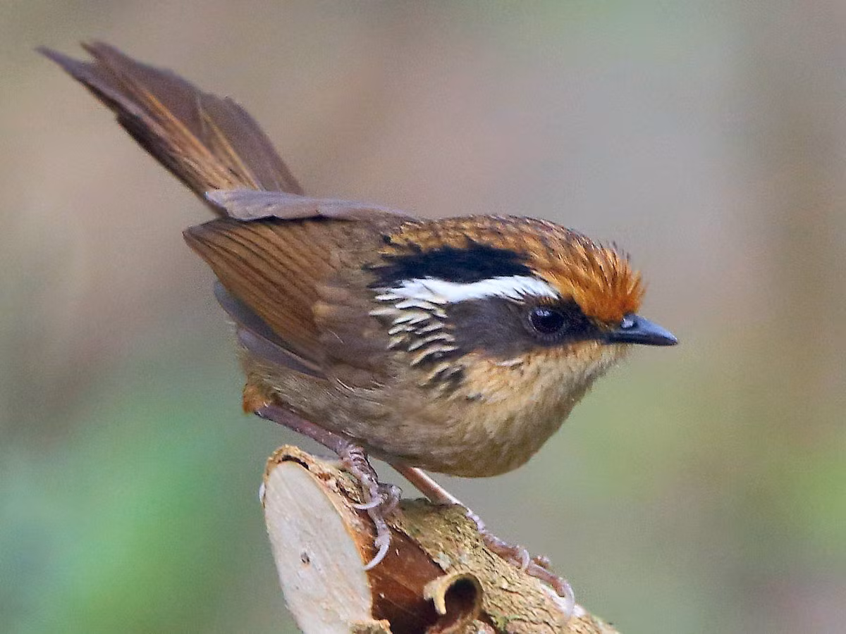 Lách tách đầu nâu (Schoeniparus dubia) dài 13-16 cm, là loài định cư tương đối phổ biến tại Tây Bắc và phần phía Tây Nam của Trung Trung Bộ. Chúng sống ở bìa rừng lá rộng thường xanh, rừng thứ sinh, cây bụi, rừng tre nứa, độ cao 1.000-2.600 mét.