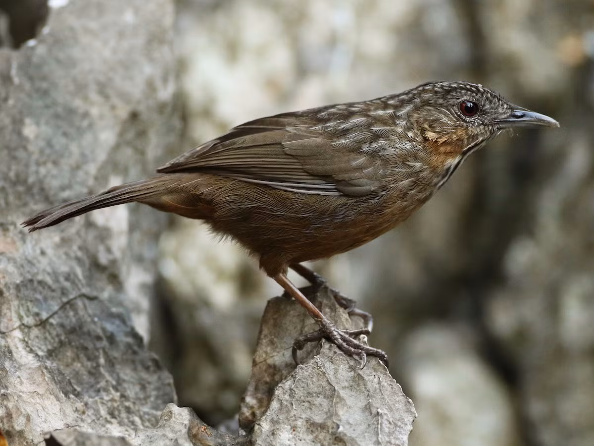 Khướu đá hoa (Napothera crispifrons) dài 18-21 cm, là loài định cư, hiếm đến tương đối phổ biến tại Tây Bắc, Đông Bắc, Bắc Trung Bộ. Chúng sống ở rừng trên núi đá vôi, quanh các mỏm đá, thường ghi nhận theo đàn nhỏ.