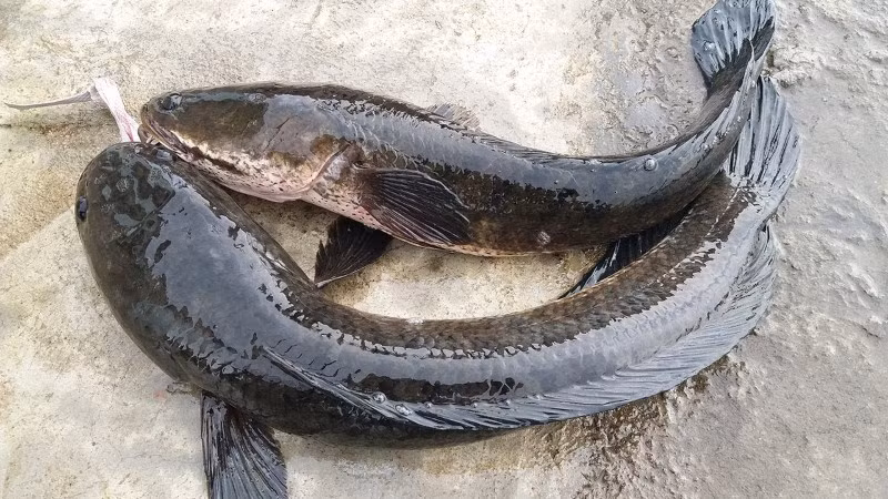 2. Cá tràu là loài cá thuộc họ cá quả, có khá nhiều ở Việt Nam. Tuy nhiên cá tràu ở vùng núi đá vôi Hoa Lư, Ninh Bình lại gắn thêm một mỹ danh trong tên gọi, đó là cá tràu tiến vua. Tương truyền, từ thời Vua Đinh Tiên Hoàng, người Ninh Bình đã bắt cá tràu như một sản vật quý để dâng lên đức Tiên Hoàng đế.