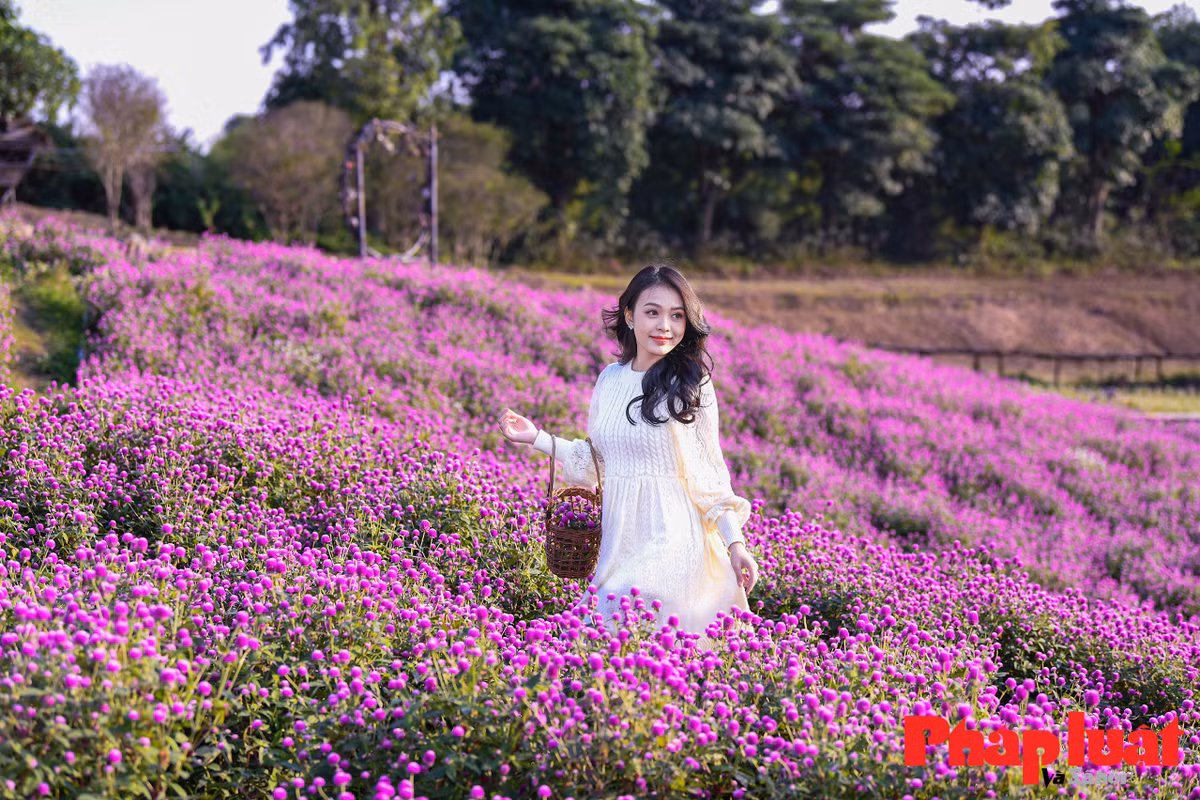Thời điểm thích hợp nhất để có những bức ảnh đẹp với cúc bách nhật thường vào sáng sớm khi ánh nắng xiên nhẹ, hoặc cuối chiều khi trời chuyển màu hoàng hôn.