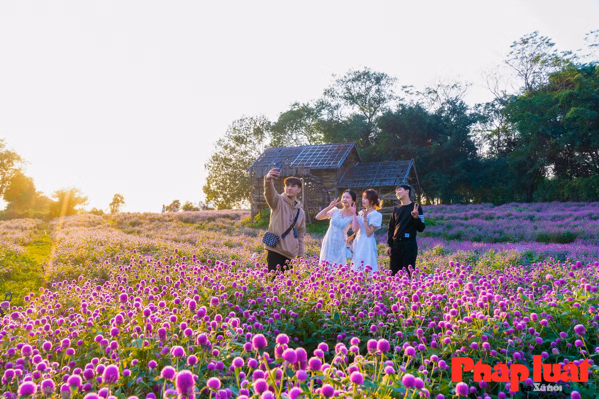 Loài hoa bách nhật sắc tím hồng rực rỡ làm nhiều người mê đắm. Loài hoa này vốn rất được ưa chuộng những năm 2010 - 2013 và bị lãng quên trong một thời gian dài.