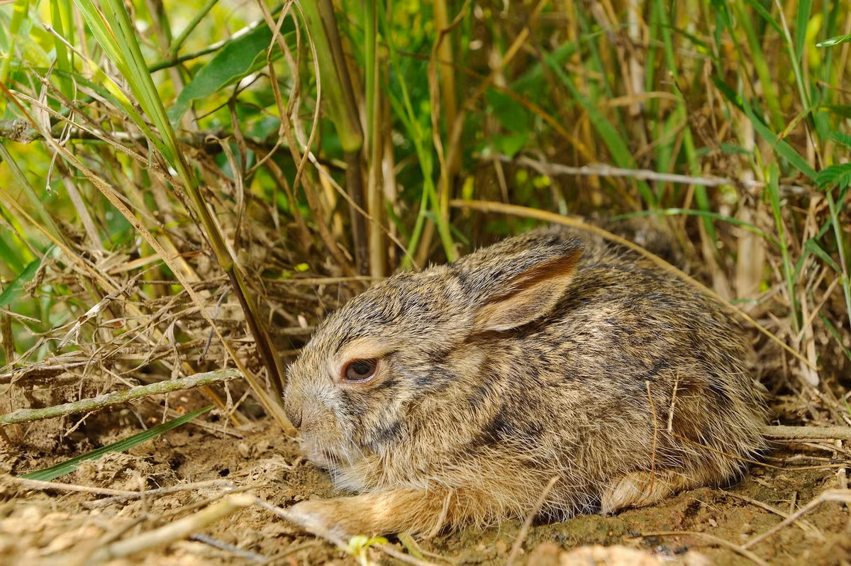  Thỏ nâu, còn gọi là thỏ rừng, thỏ Miến Điện (Lepus peguensis) là loài thỏ bản địa phổ biến nhất Việt Nam, phân bố hầu khắp các tỉnh từ Quảng Bình đến Tây Ninh, Đồng Nai, Long An. Ảnh: Wikipedia.