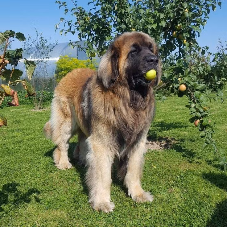 Tên gọi Leonberger có thể hiểu nôm na là sự kết hợp giữa “sư tử” (leon trong tiếng Đức) với chó béc-giê (berger) - giống chó đầu bảng của Đức.