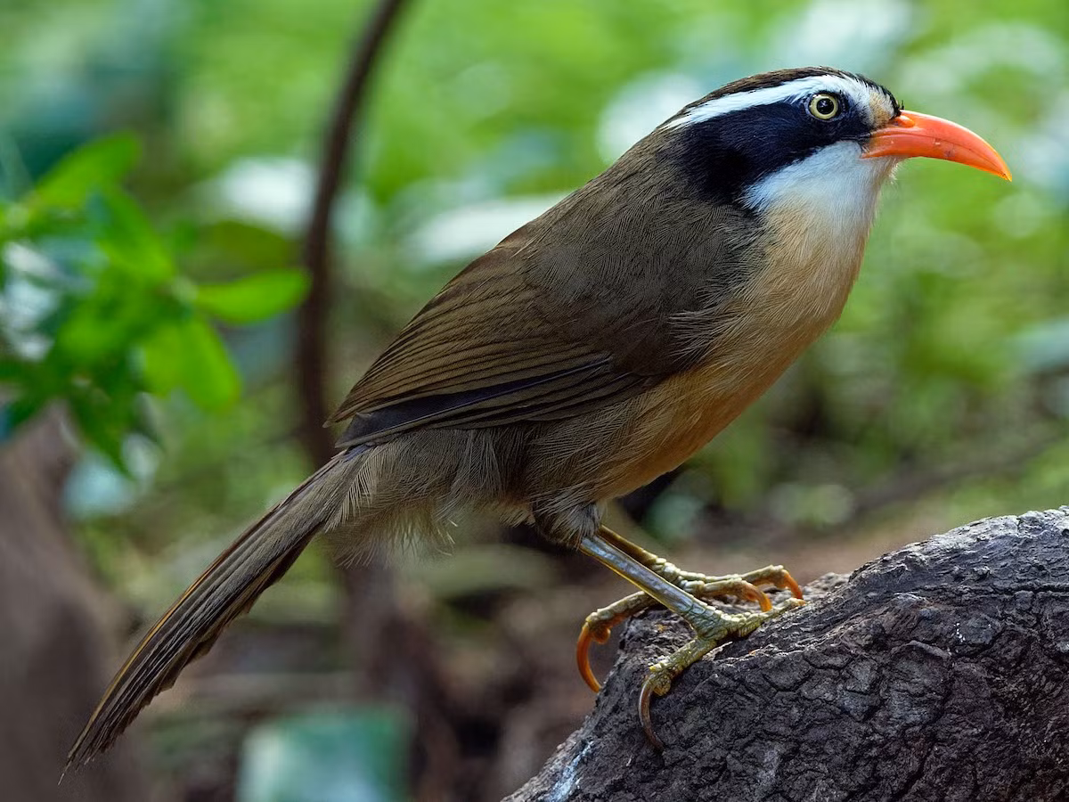 Họa mi đất mỏ ngắn (Pomatorhinus ferruginosus) dài 21-23 cm, là loài, không phổ biến tại Tây Bắc, Đông Bắc, Bắc và Trung Trung Bộ. Chúng sống ở rừng lá rộng thường xanh, rừng tre nứa, độ cao 915-2.000 mét, thường kiếm ăn theo đàn hỗn hợp.