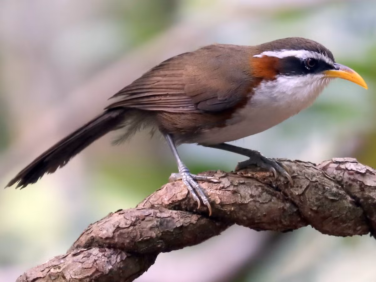Họa mi đất mày trắng (Pomatorhinus schisticeps) dài 25-28 cm, là loài định cư, tương đối phổ biến tại Trung Bộ và Nam Bộ. Chúng sống ở rừng lá rộng thường xanh, rừng rụng lá, rừng thứ sinh, rừng tre nứa, cây bụi và cỏ rậm.
