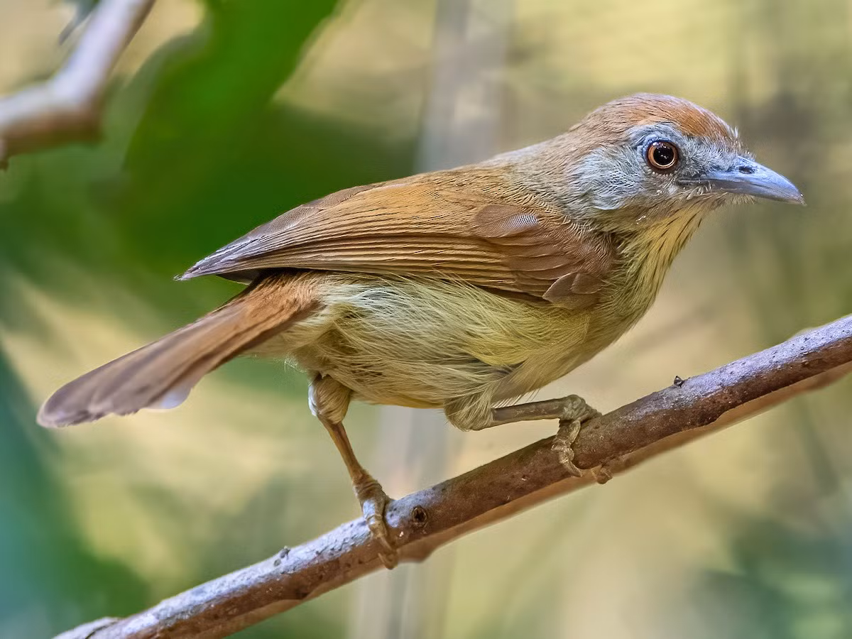 Chích chạch má xám (Mixornis kelleyi) dài 13-14 cm, là loài định cư, đặc hữu Đông Dương, tương đối phổ biến tại Trung Bộ và Nam Bộ. Chúng sống ở rừng lá rộng thường xanh, rừng thứ sinh, độ cao 50-1.165 mét.