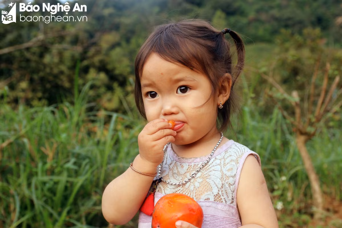 Quả hồng chín cũng là món ăn ưa thích của những đứa trẻ người Mông ở vùng cao xứ Nghệ. Ảnh: Đào Thọ