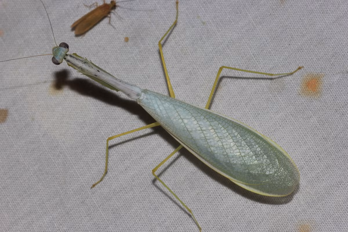 Bọ ngựa mảnh (Leptomantella tonkinae). Ảnh: iNaturalist.
