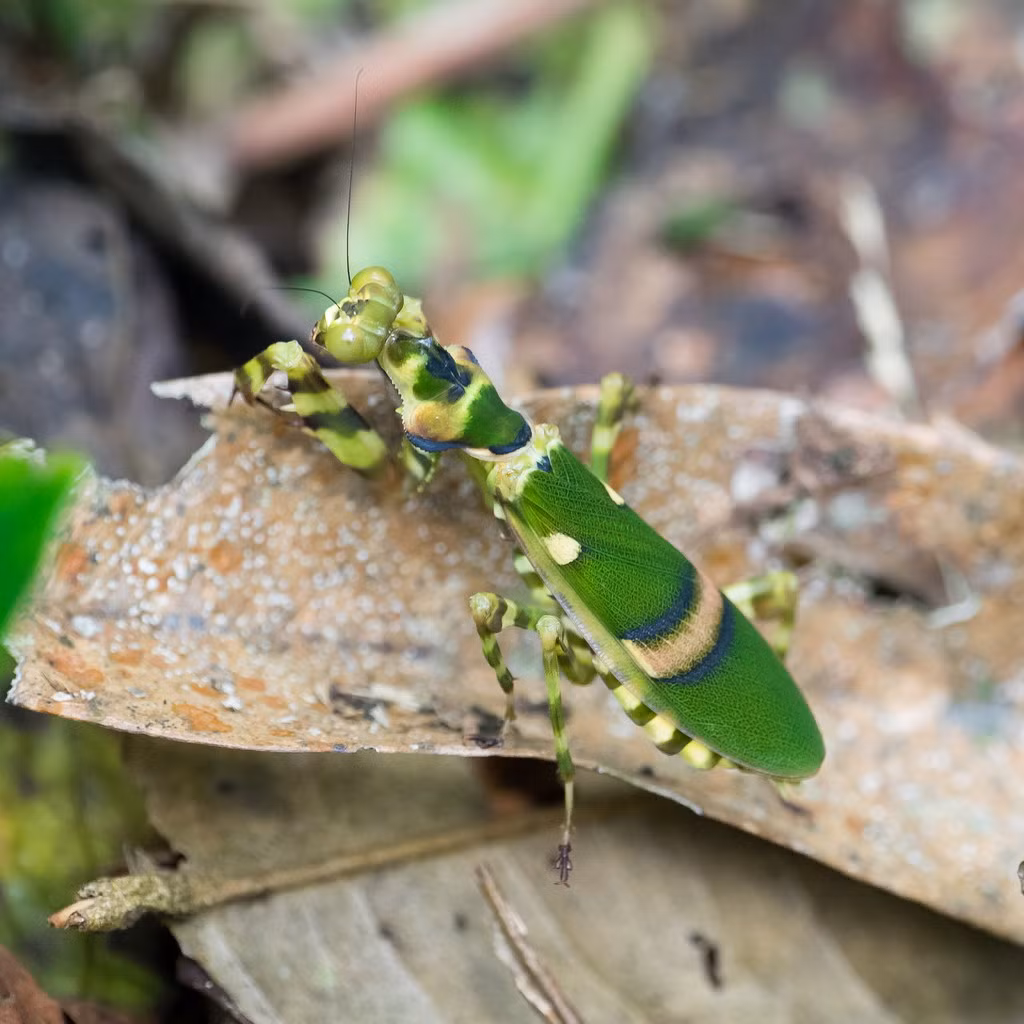Bọ ngựa cánh vệt (Theopropus elegans). Ảnh: iNaturalist.