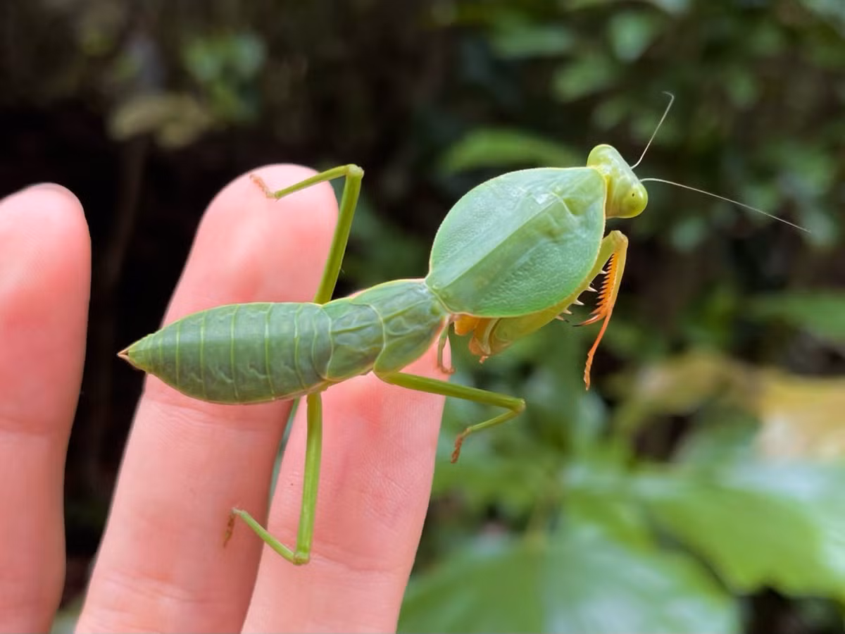 Bọ ngựa ngực khiên (Rhombodera basalis, Rhombodera valida). Ảnh: Crevicedwelling / Tumblr.