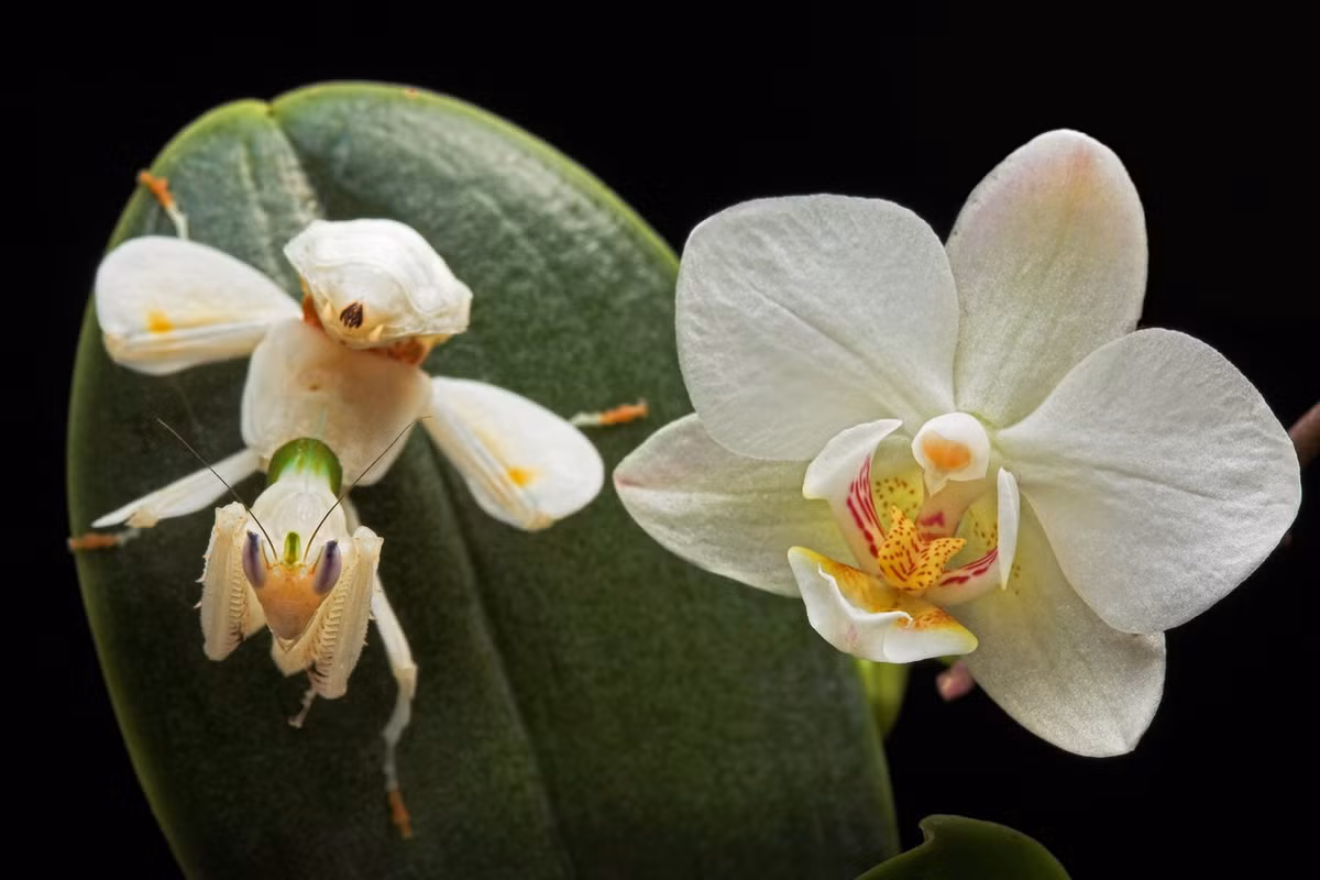 Bọ ngựa hoa phong lan (Hymenopus coronatus). Ảnh: WEB Group @ Hull University.