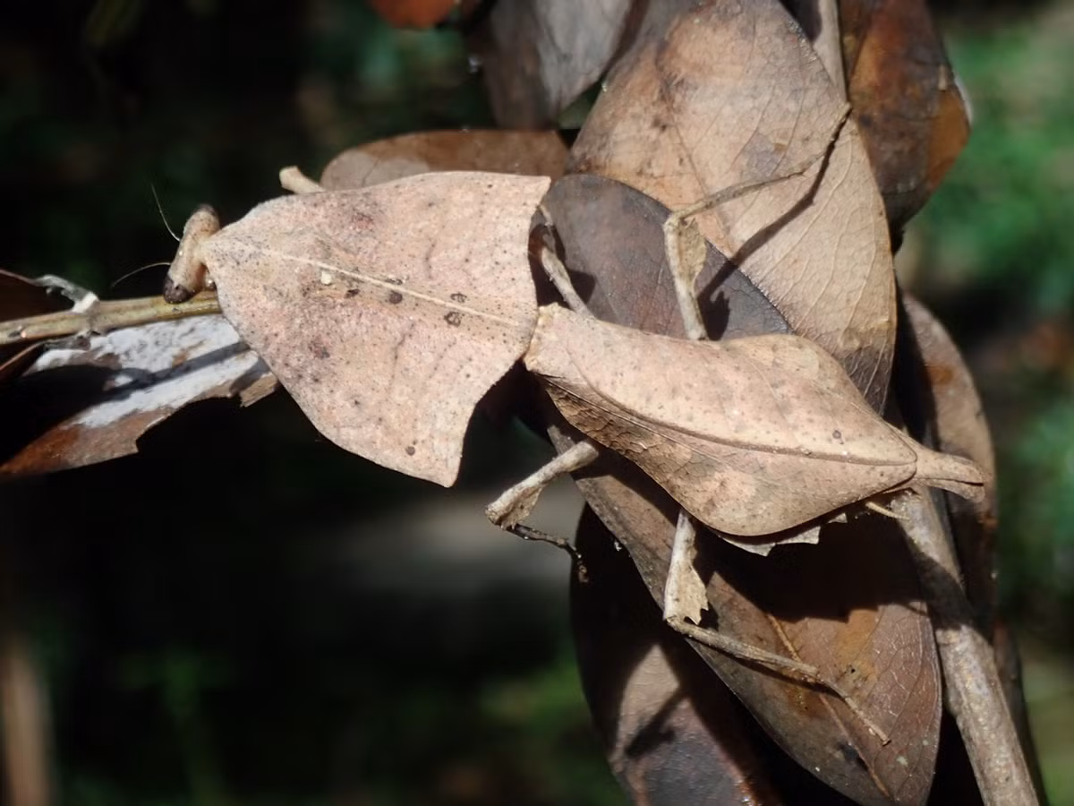 Bọ ngựa lá (Deroplatys gorochovi). Ảnh: Wikipedia.