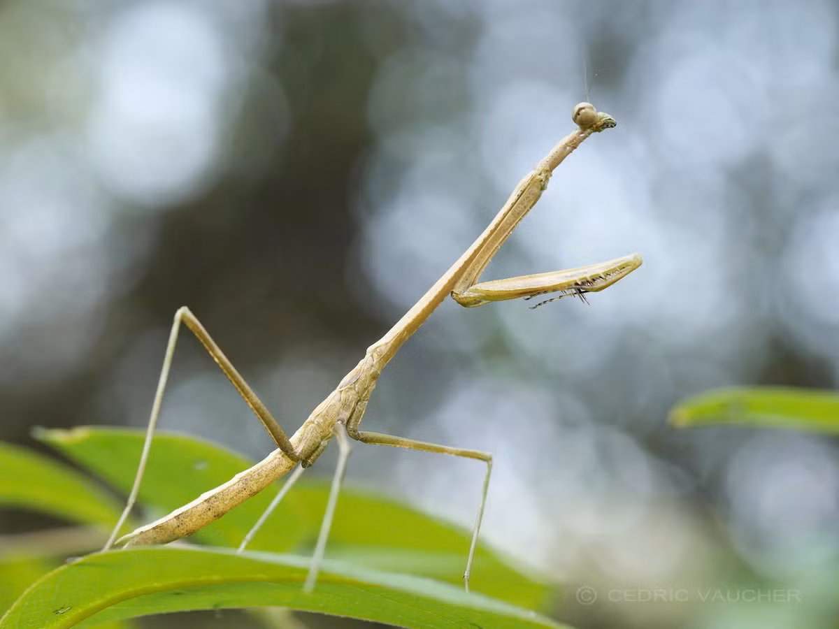 Bọ ngựa cổ dài (Euchomenella macrops, Euchomenella pallida). Ảnh: Mantis Topia.