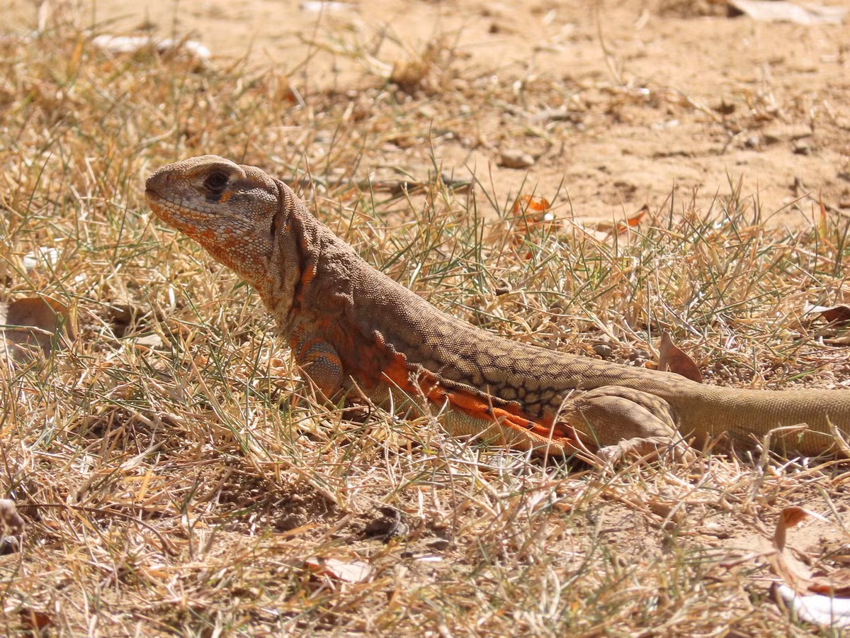 Nhông cát Reeves (Leiolepis reevesii). Kích cỡ: Dài thân 18 cm. Khu vực phân bố: Thanh Hoá, Nghệ An, Hà Tĩnh, Quảng Bình, Quảng Trị. Ảnh: iNaturalist.