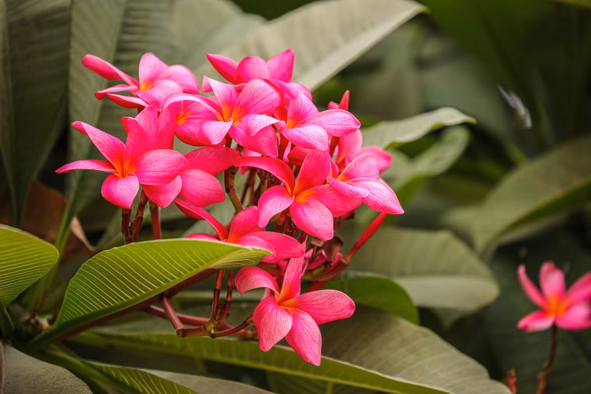 Đại hoa đỏ (Plumeria rubra) cao 15 mét, phân bố ở Trung Mỹ. Hoa của loài cây cảnh phổ biến này tỏa hương vào ban đêm, thu hút loài ngài nhân sư đến thụ phấn. Ảnh: Brisbane Plant Nursery.