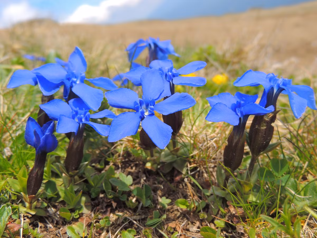 Long đởm xuân (Gentiana verna) cao 12 cm, mọc ở Bắc Cực và các vùng núi cao châu Âu và châu Á. Loài cây lưu niên này có lá chụm hình hoa thị sát mặt đất và hoa hình ống, màu lam sẫm. Ảnh: Wikipedia.