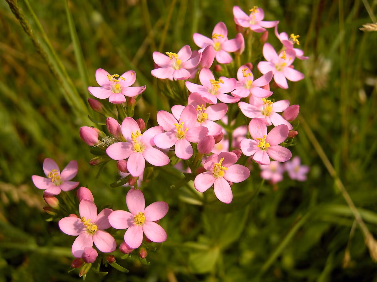 Thỉ xa cúc (Centaurium erythraea) cao 50 cm, mọc trên các đồng cỏ và cồn cát ở châu Âu và Tây Nam Á. Loài cây thường niên này có hoa hình phễu, năm cánh, màu hồng. Ảnh: Wikipedia.