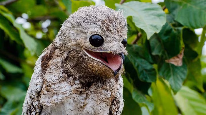 Tiếng kêu của chim Potoo cũng gây ám ảnh với những ai từng có cơ hội thấy chúng.