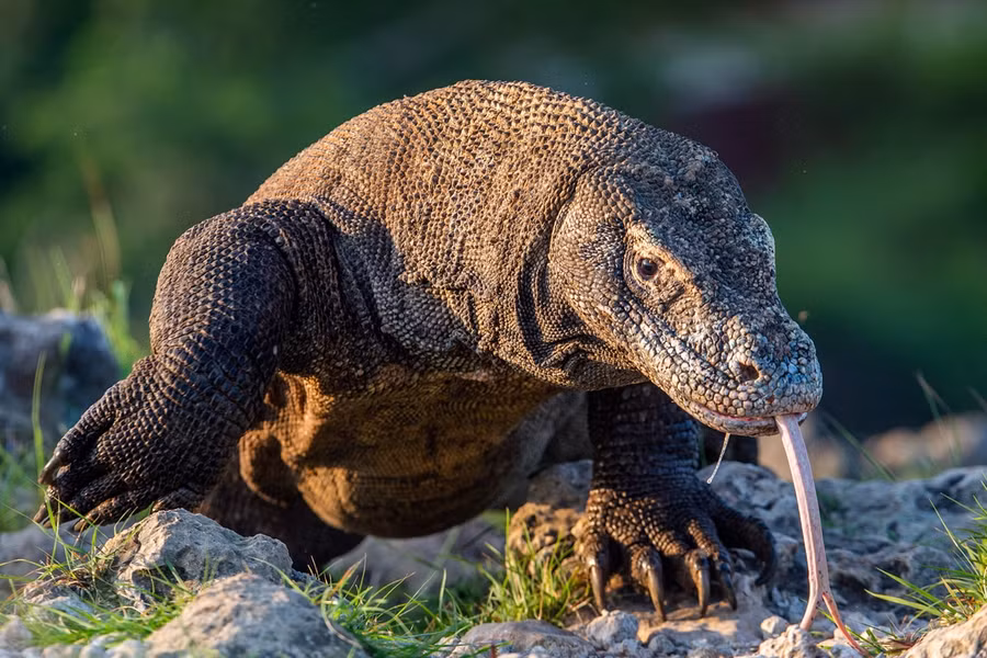 Rồng komodo (Varanus komodoensis) dài 3,1 mét, là loài thằn lằn lớn nhất thế giới, chỉ có ở một số hòn đảo của Indonesia. Là loài săn mồi đáng gờm, chúng chuyên săn những con thú lớn bằng cú đớp mạnh, nước bọt có độc tính.